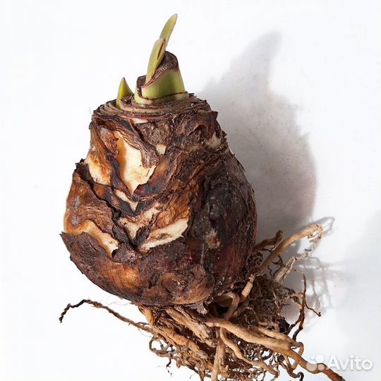 Гиппеаструм / амариллис 