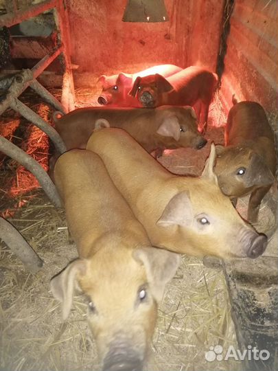 Поросята