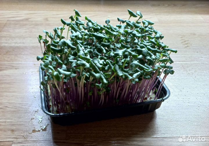 Микрозелень редис розовый