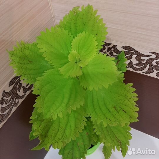 Шикарные колеусы