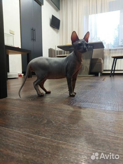 Донской сфинкс