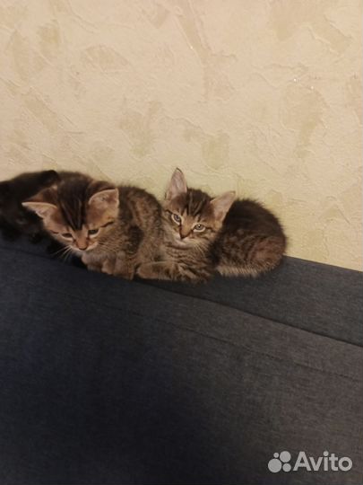 Кошки в добрые руки