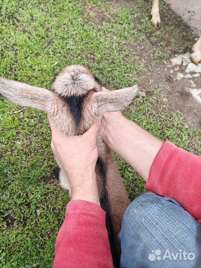 Чешско альпийские козлята на племя