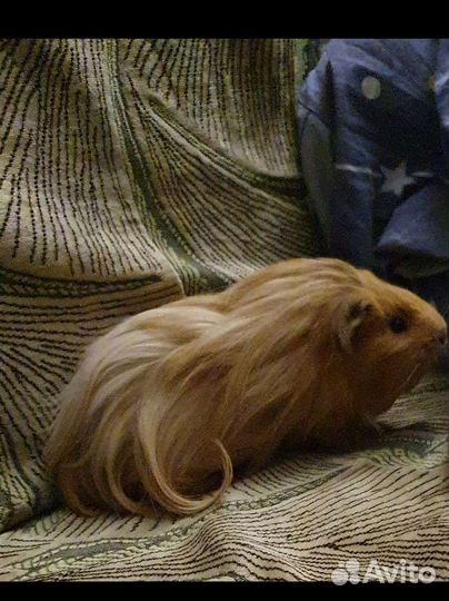 Морская свинка 2 года условия по телефону