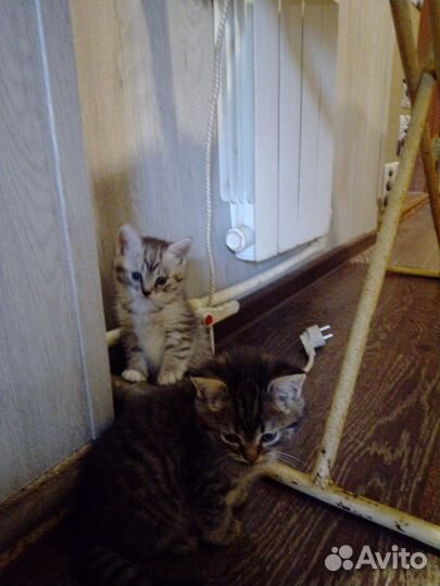 Котята бесплатно