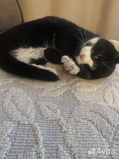 Кошки