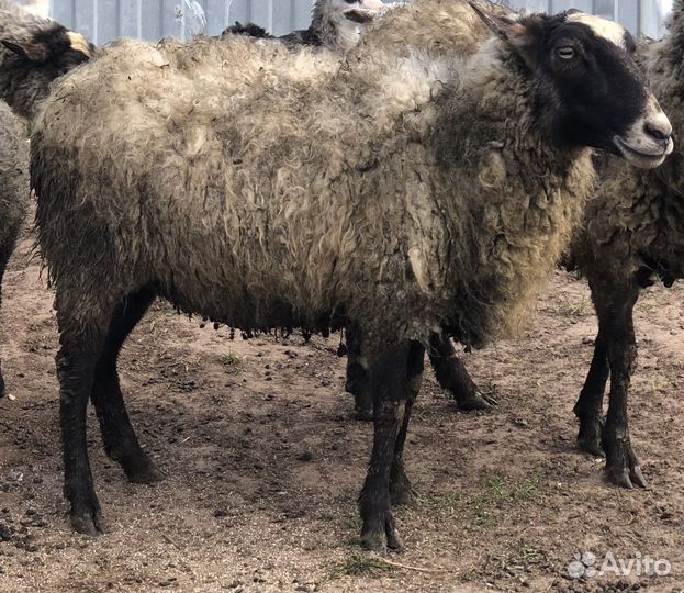 Овцы бараны романовской породы
