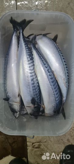 Копченая и вяленая рыба