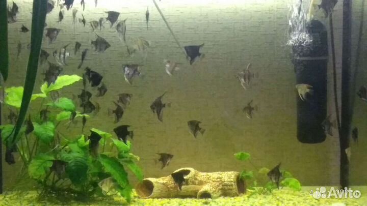 Аквариумные рыбки