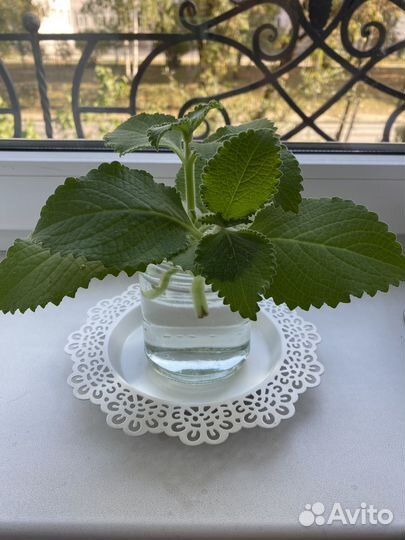 Мята комнатная (Плектрантус)