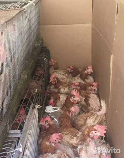 Куры несушки