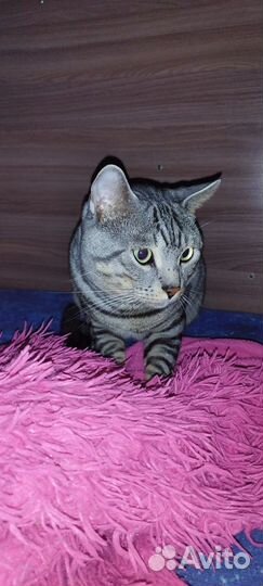 Отдам кота