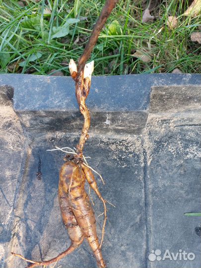 Пион ранний махровый