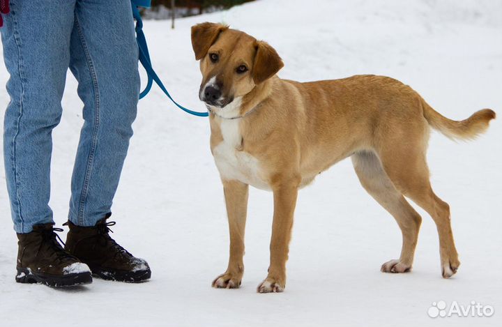 Собака Жужа