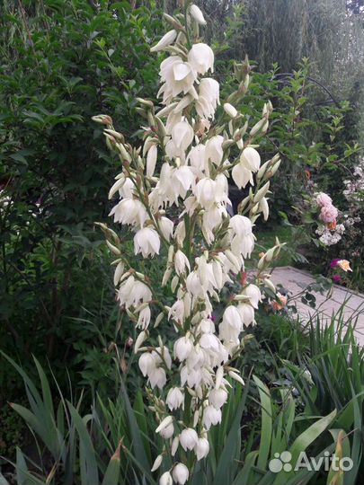 Юкка нитчатая