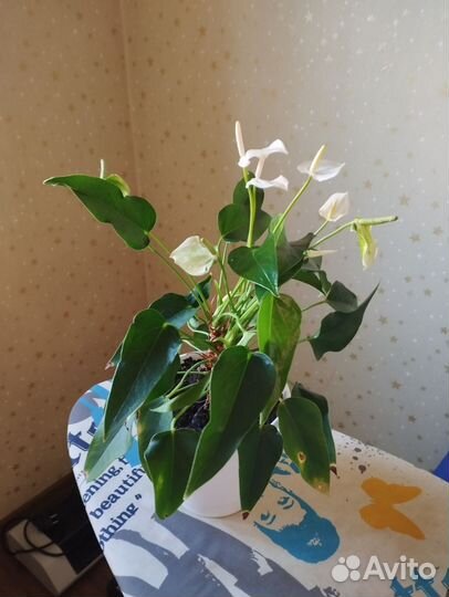 Антуриум антедезия вайт