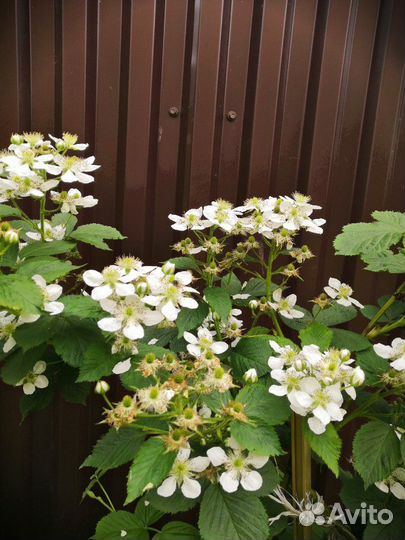 Саженцы винограда, ежевики, лещины - фундука, горт