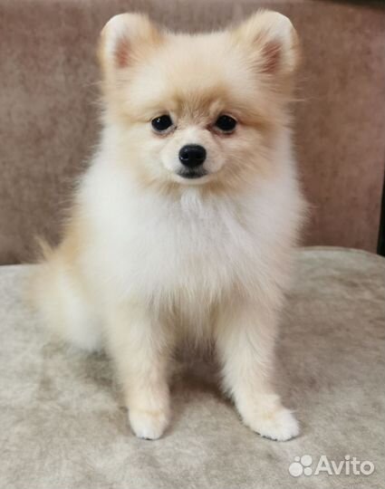 Супер мини девочки