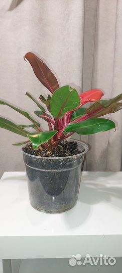 Филодендрон принц оранж