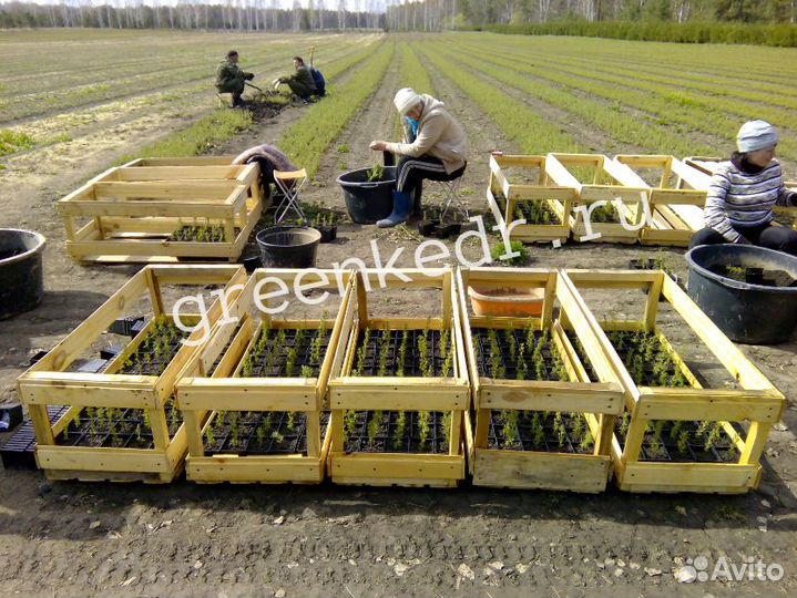 Саженцы Кедр Сибирский 20см зкс