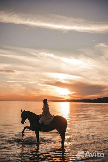 Конные прогулки и фотосессии в сосновке