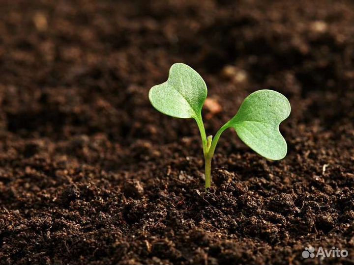 Услуги самосвала