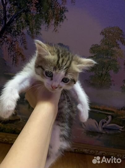 Котята девочки