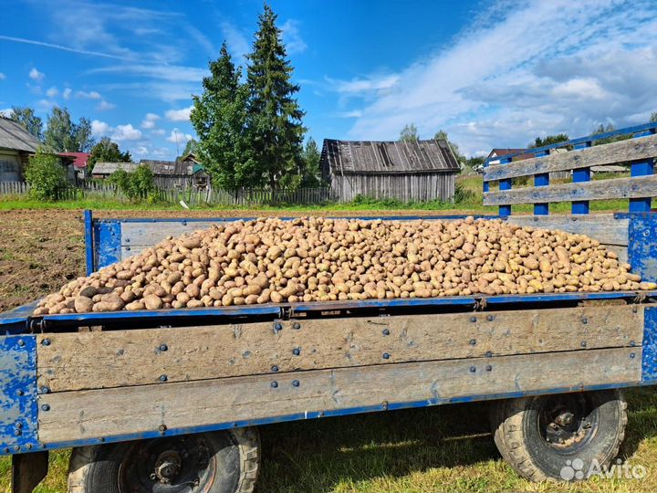Продам картофель на еду