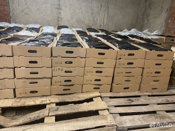 Саженцы сосны окс