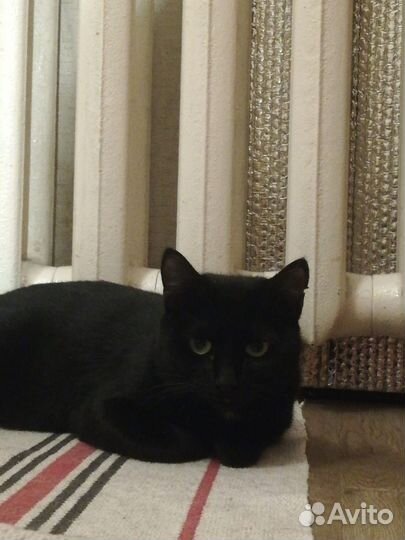 Кошке нужен Дом