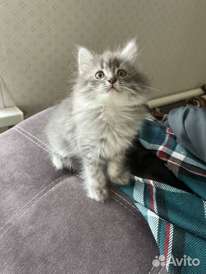 Британская кошка