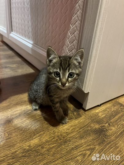 Котенок ищет дом