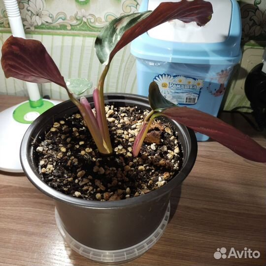 Калатея, ктенанта, строманта