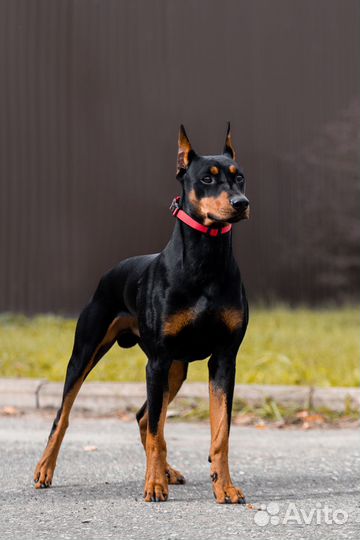 Немецкий пинчер для вязки