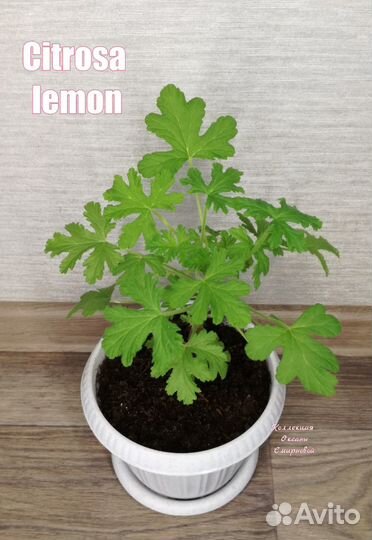 Пеларгония герань душистая