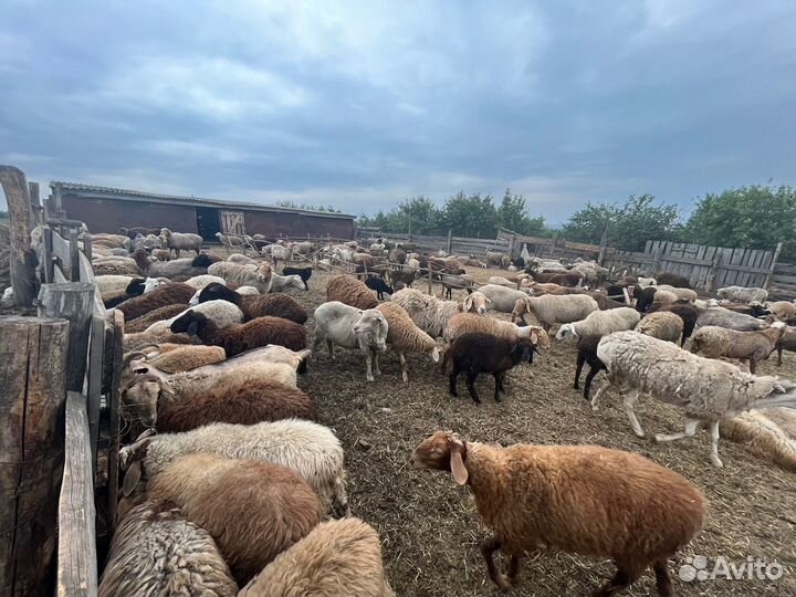 Овцы бараны