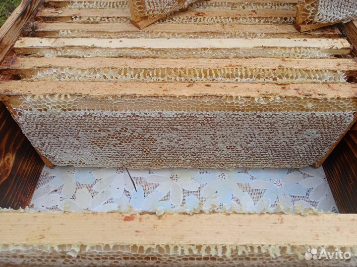 Свежий мед 2023 года с доставкой