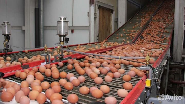 Вакансия на птицефабрике вахтовым режимом