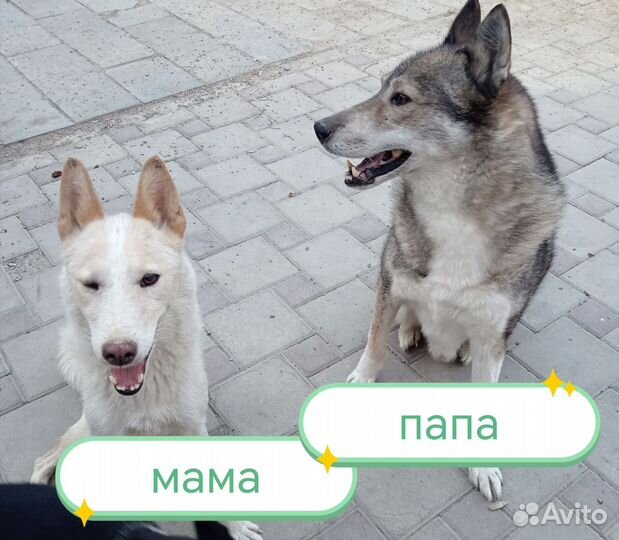 Щенок западно-сибирской лайки