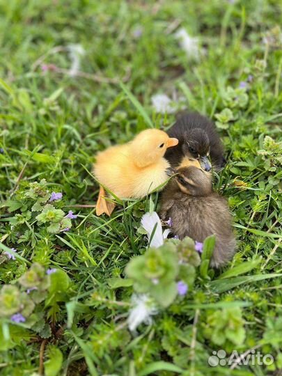 Утята породы индийский бегунок