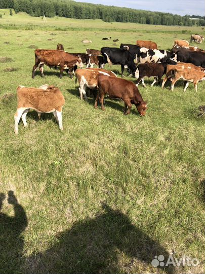 Бычки и телята