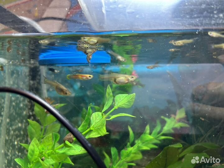 Рыбки гуппи