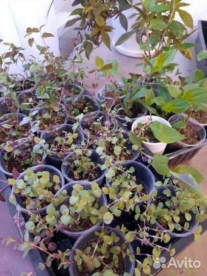 Комнатные растения