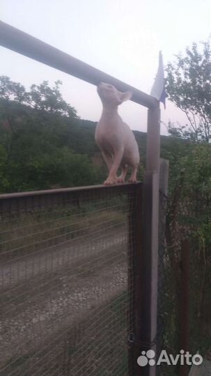 Канадский сфинкс вязка