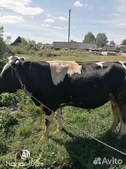 Продам быка живым весом