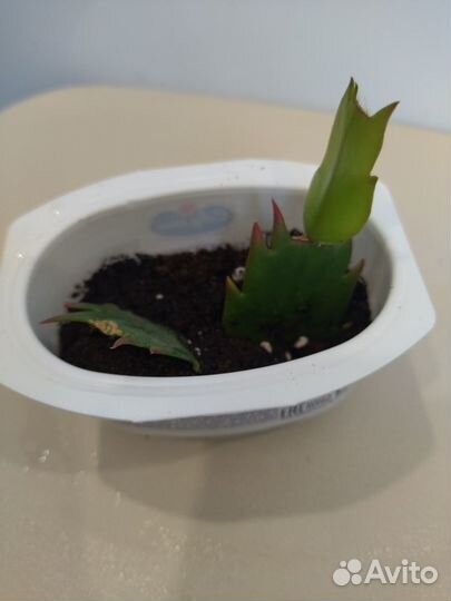 Декабрист сортовой (шлюмбергера) жёлтый