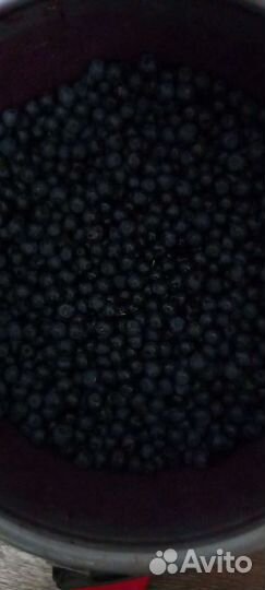 Ягоды черника