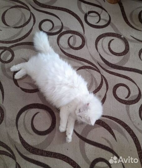 Кошка в дар