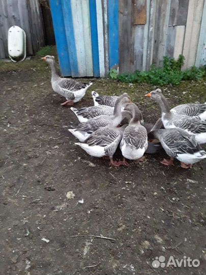 Продам гусей на племя