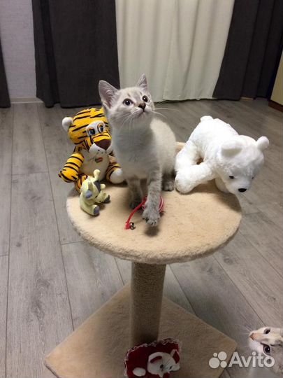 Котята ищут дом